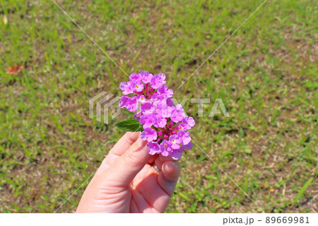 ランタナ 紫色の花 手 ランタナ 紫色の花 手 89669981