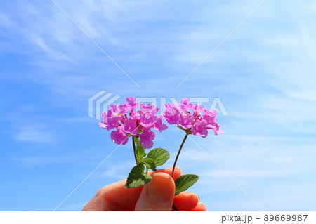 ランタナ 紫色の花 手 ランタナ 紫色の花 手 89669987