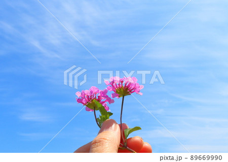 ランタナ 紫色の花 手 ランタナ 紫色の花 手 89669990