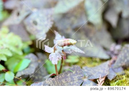 ユキワリイチゲの蕾 ユキワリイチゲの蕾 89670174