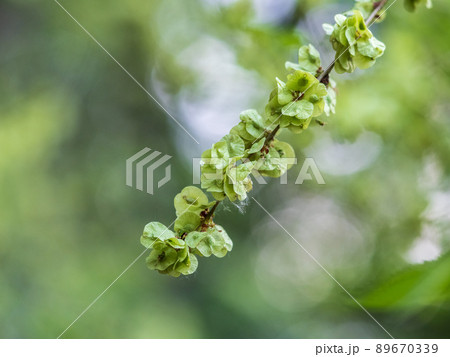 Samaras, winged fruits containing seeds of a European Field Elm tree, Ulmus minor. The elm blooms on a tall, deciduous tree that usually has rough, toothed leaves Samaras, winged fruits containing seeds of a European Field Elm tree, Ulmus minor. The elm blooms on a tall, deciduous tree that usually has rough, toothed leaves 89670339