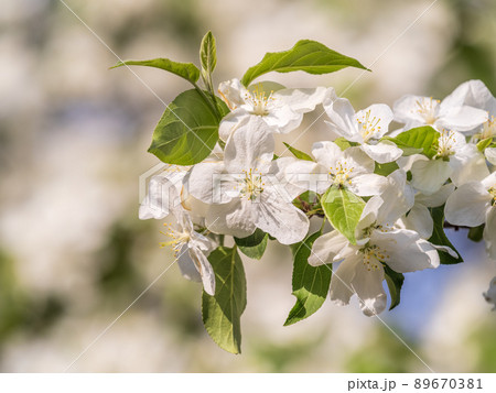 White blossoming apple trees. White apple tree flowers White blossoming apple trees. White apple tree flowers 89670381