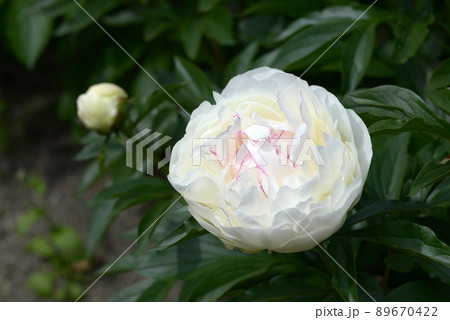 氷点　シャクヤク 89670422