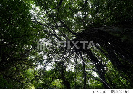 沖縄　ガンガラの谷 89670466