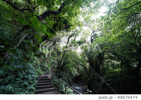 沖縄 ガンガラの谷 沖縄 ガンガラの谷 89670474