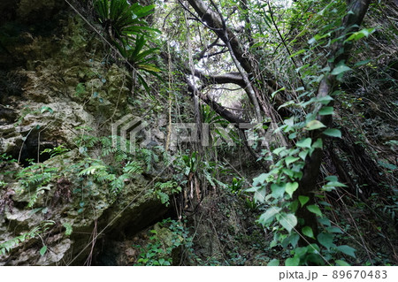 沖縄　ガンガラの谷 89670483