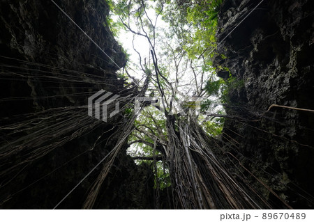 沖縄　ガンガラの谷 89670489