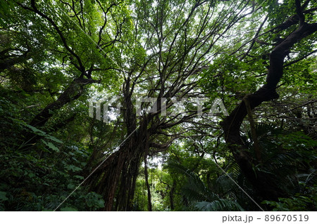 沖縄　ガンガラの谷 89670519