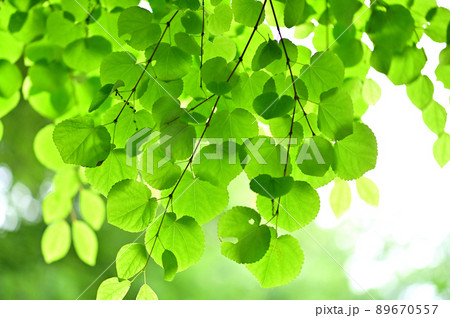 桂の新緑 89670557