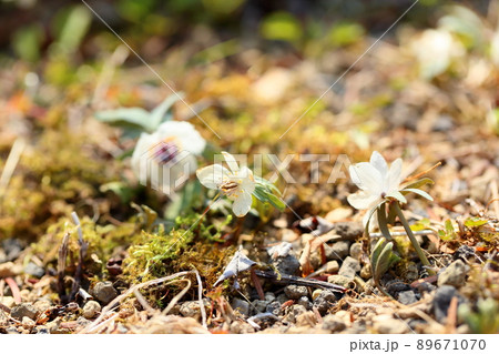 セツブンソウの花 89671070