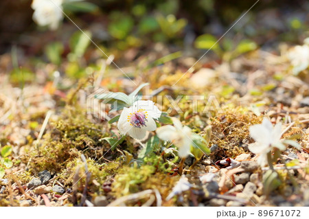 セツブンソウの花 89671072