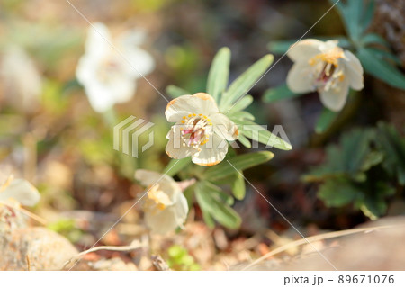 セツブンソウの花 セツブンソウの花 89671076