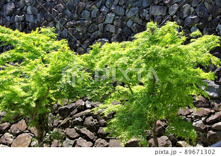 南濃散策・臥龍山行基寺・24(岐阜県海津市南濃町) 南濃散策・臥龍山行基寺・24(岐阜県海津市南濃町) 89671302