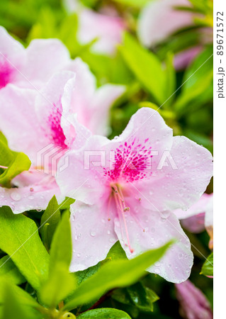 雨に濡れた満開のツツジ 89671572