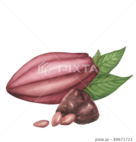 Natural ruby cocoa pod with powder and beans set isolated. Watercolor hand drawn illustration. Art for design chocolate 89671723
