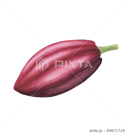 Ruby Cocoa pod with pink beans isolated on white background. Watercolor hand drawn illustration.Art for design chocolate 89671729