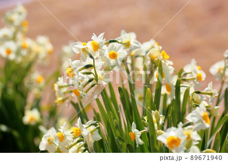 水仙の花 89671940