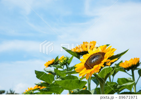 満開のヒマワリ・夏イメージ 89671971