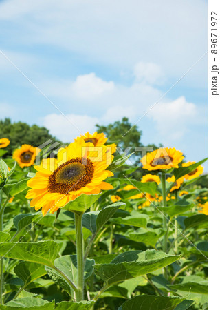 満開のヒマワリ・夏イメージ 満開のヒマワリ・夏イメージ 89671972