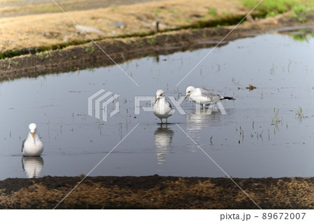 カモメ 89672007