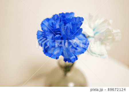 リビングの花瓶に飾った青と白のカーネーションのアップ撮影 リビングの花瓶に飾った青と白のカーネーションのアップ撮影 89672124