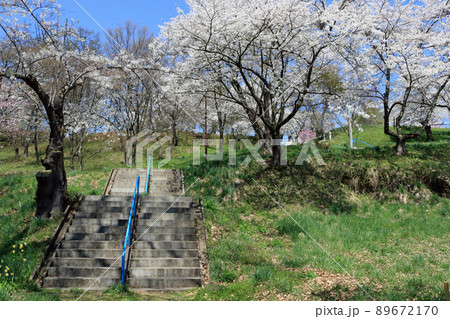 城山公園（岩手県紫波町）、桜まつり 89672170