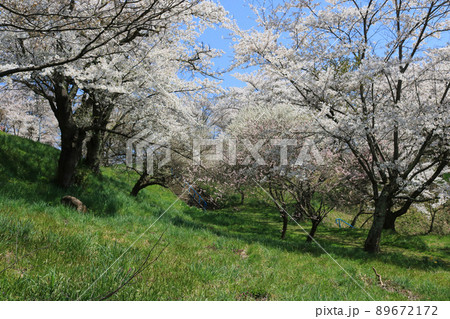 城山公園（岩手県紫波町）、桜まつり 89672172