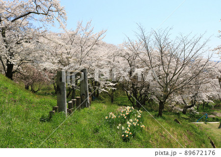 城山公園（岩手県紫波町）、桜まつり 89672176