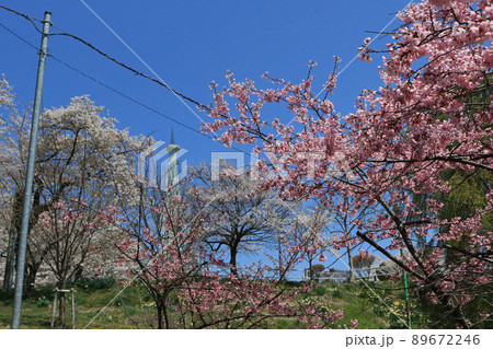 城山公園(岩手県紫波町)、桜まつり 城山公園(岩手県紫波町)、桜まつり 89672246
