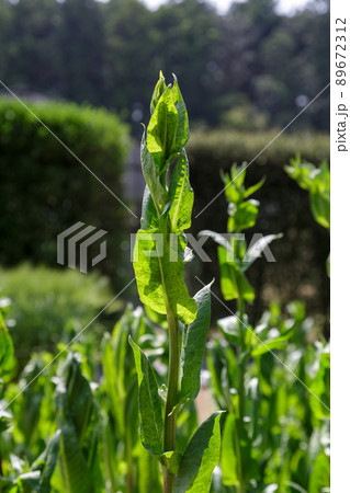 太陽下で栽培するとかなり大きくなるチコリの葉【野菜】 太陽下で栽培するとかなり大きくなるチコリの葉【野菜】 89672312
