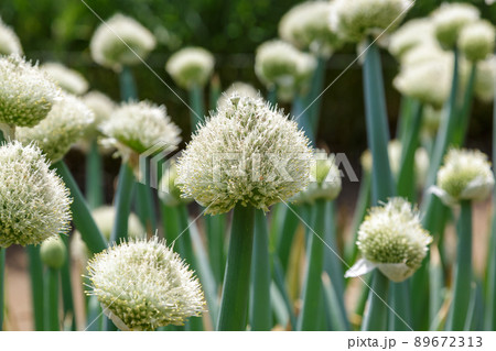 ネギ坊主としられるタマネギ 89672313