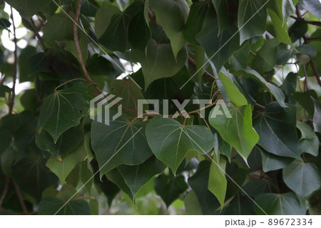 Dark green leaf Portia tree on branch, Thailand. 89672334