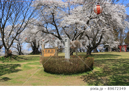 城山公園（岩手県紫波町）御殿跡、桜まつり 89672349