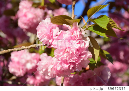 八重桜 89672355