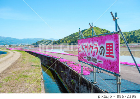 シバザクラの里、発祥の地【福井県大野市】 シバザクラの里、発祥の地【福井県大野市】 89672398