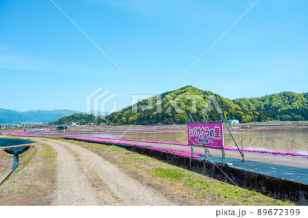 シバザクラの里、発祥の地【福井県大野市】 シバザクラの里、発祥の地【福井県大野市】 89672399