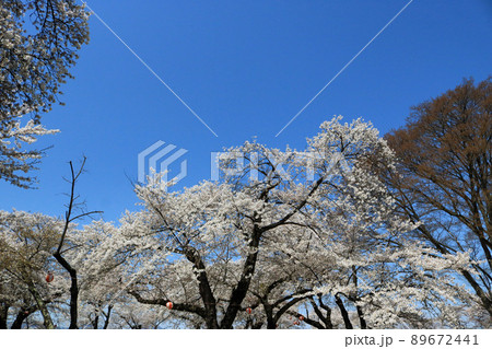 城山公園（岩手県紫波町）御殿跡、桜まつり 89672441