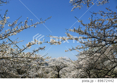 城山公園から岩手山を望む、桜まつり 89672442