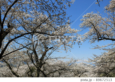 城山公園から岩手山を望む、桜まつり 89672513