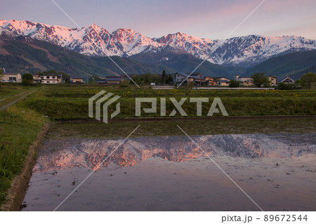 水田の水面に映る朝焼けの白馬三山 長野県白馬村 水田の水面に映る朝焼けの白馬三山 長野県白馬村 89672544