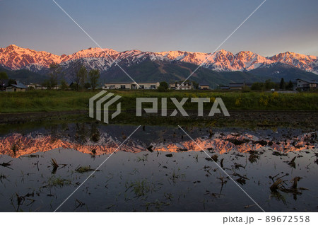 水田の水面に映る朝焼けの白馬連山　長野県白馬村 89672558