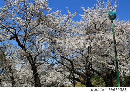 城山公園（岩手県紫波町）御殿跡、桜まつり 89672583