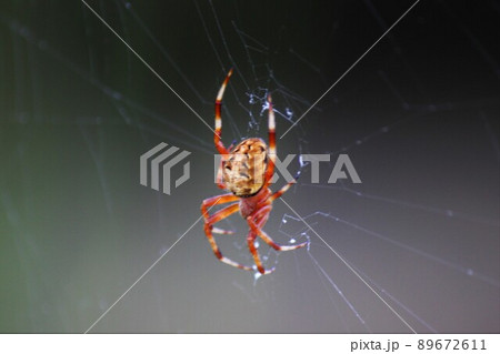 足の朱色が綺麗なヤマシロオニグモ 足の朱色が綺麗なヤマシロオニグモ 89672611