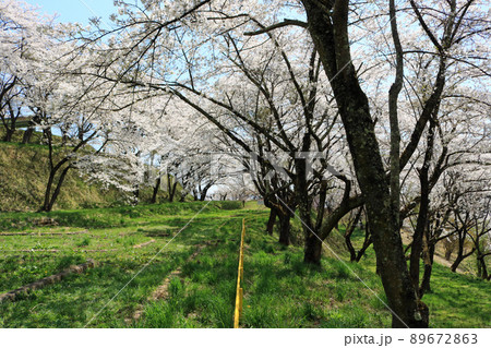 城山公園（岩手県紫波町）、桜まつり 89672863