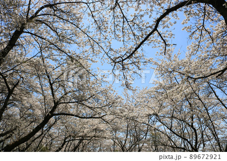 城山公園(岩手県紫波町)、桜まつり 城山公園(岩手県紫波町)、桜まつり 89672921
