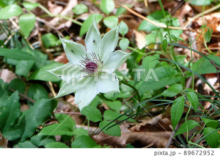 山梨県湯村山に咲くカザグルマの花 山梨県湯村山に咲くカザグルマの花 89672952
