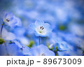 自分の写し 89673009
