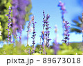紫が生える 89673018
