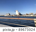 人懐っこいカモメ 89673024