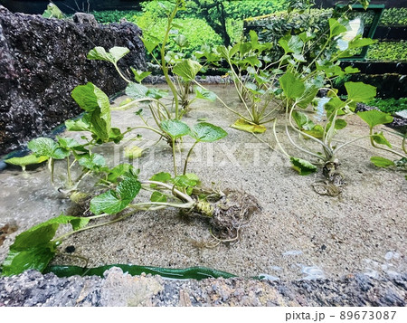 わさびミュージアムのわさび田 わさびミュージアムのわさび田 89673087